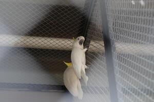 cerca arriba de azufre crestado cacatúa o cacatua galerita foto