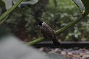 close up of Kutilang or Sooty Headed Bulbul bird photo