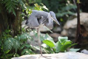 cerca arriba de el cangak abu o Ardea cinerea pájaro foto