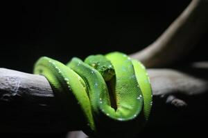 close up of a Green Python or Morelia Viridis or Green Tree Python photo