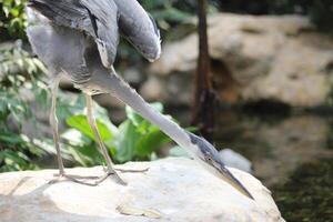 cerca arriba de el cangak abu o Ardea cinerea pájaro foto