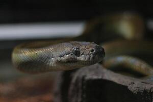 close up of Papuan Water Python or Apodora Papuana or Papuan Olive Python photo