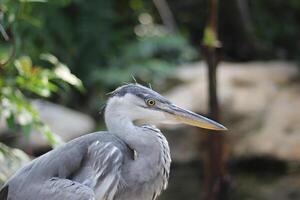 cerca arriba de el cangak abu o Ardea cinerea pájaro foto