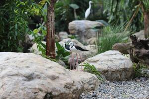 close up of the Ganggang Bayam bird or Himantopus leucocephalus photo