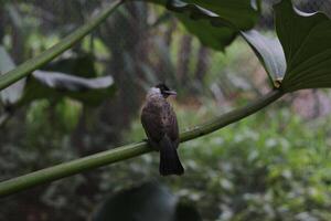 close up of Kutilang or Sooty Headed Bulbul bird photo