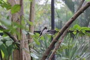 cerca arriba de kutilang o holliniento con membrete bulbul pájaro foto