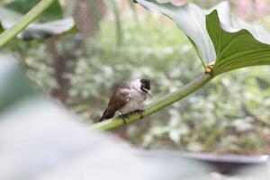 cerca arriba de kutilang o holliniento con membrete bulbul pájaro foto