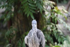 cerca arriba de el cangak abu o Ardea cinerea pájaro foto