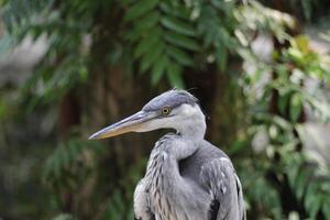 cerca arriba de el cangak abu o Ardea cinerea pájaro foto