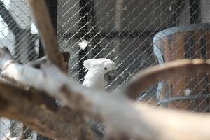 cerca arriba de el tanímbar pájaro corella o cacatua goffiniana foto