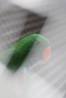 close up of a Nuri Bayan bird or Parrot or Eclectus Roratus photo