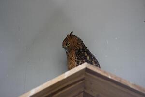 close up of the Beluk Ketupa or Buffy Fish Owl or Ketupa Ketupu bird photo