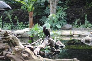 cerca arriba de el cangak abu o Ardea cinerea pájaro foto