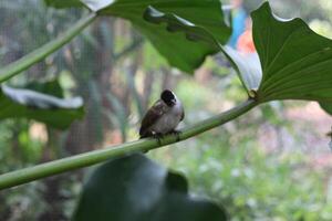 close up of Kutilang or Sooty Headed Bulbul bird photo