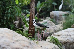 close up of the Ganggang Bayam bird or Himantopus leucocephalus photo