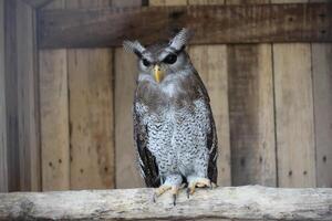 cerca arriba de el beluk jampuk pájaro o bubón sumatrano foto