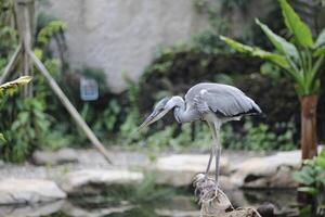 cerca arriba de el cangak abu o Ardea cinerea pájaro foto