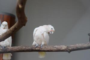 cerca arriba de el tanímbar pájaro corella o cacatua goffiniana foto