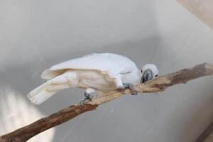 cerca arriba de el tanímbar pájaro corella o cacatua goffiniana foto