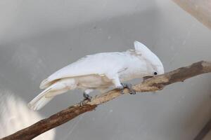 cerca arriba de el tanímbar pájaro corella o cacatua goffiniana foto