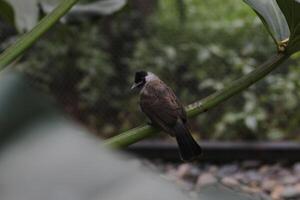close up of Kutilang or Sooty Headed Bulbul bird photo
