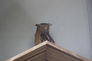 close up of the Beluk Ketupa or Buffy Fish Owl or Ketupa Ketupu bird photo