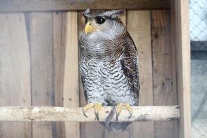 cerca arriba de el beluk jampuk pájaro o bubón sumatrano foto