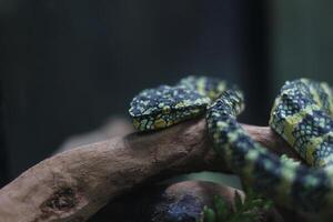 close up of Tropidolaemus Wagleri snake photo