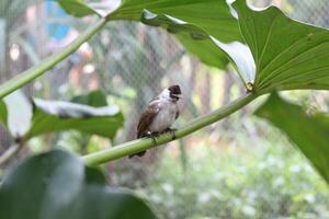 cerca arriba de kutilang o holliniento con membrete bulbul pájaro foto