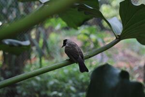 cerca arriba de kutilang o holliniento con membrete bulbul pájaro foto