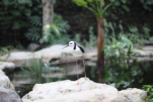 close up of the Ganggang Bayam bird or Himantopus leucocephalus photo