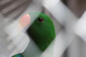 cerca arriba de un nuri bayan pájaro o loro o eclectus roratus foto