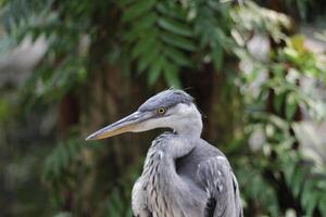 cerca arriba de el cangak abu o Ardea cinerea pájaro foto