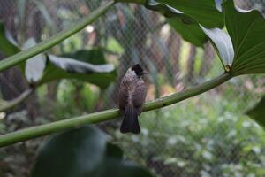 close up of Kutilang or Sooty Headed Bulbul bird photo