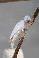 close up of the Tanimbar bird Corella or Cacatua Goffiniana photo