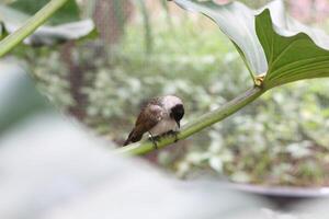 close up of Kutilang or Sooty Headed Bulbul bird photo