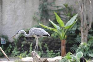 cerca arriba de el cangak abu o Ardea cinerea pájaro foto