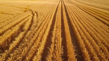 AI generated Aerial view showcases golden wheat fields in full harvest season, a bounty of abundance, Ai Generated photo