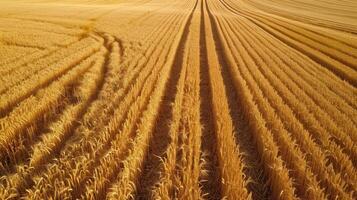 ai generado aéreo ver vitrinas dorado trigo campos en lleno cosecha estación, un generosidad de abundancia, ai generado foto