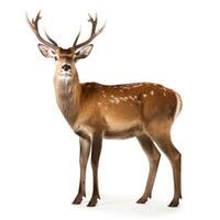 AI generated A serene deer stands out on a pure white backdrop, Ai Generated photo