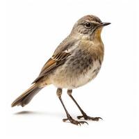 AI generated An image displaying a bird, distinct and clear against a white backdrop, Ai Generated photo