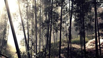 A serene bamboo grove enveloped in mist video