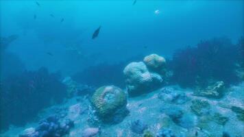 une groupe de poisson nager plus de une corail récif video