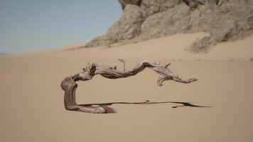 un árbol rama en el arena con un montaña en el antecedentes video