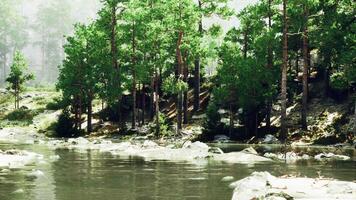 une rivière fonctionnement par une forêt rempli avec beaucoup de des arbres video