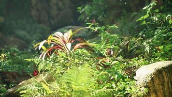 A lush green forest filled with lots of plants video