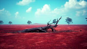 un marchito árbol en un vibrante rojo campo video