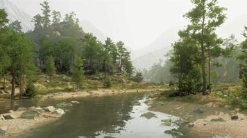 uma sereno rio fluindo através uma exuberante floresta panorama video