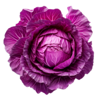AI generated Fresh red cabbage png isolated on transparent background
