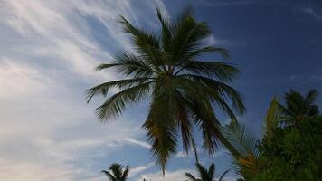 Palm tree against the background of the sunset sky in the Maldives video